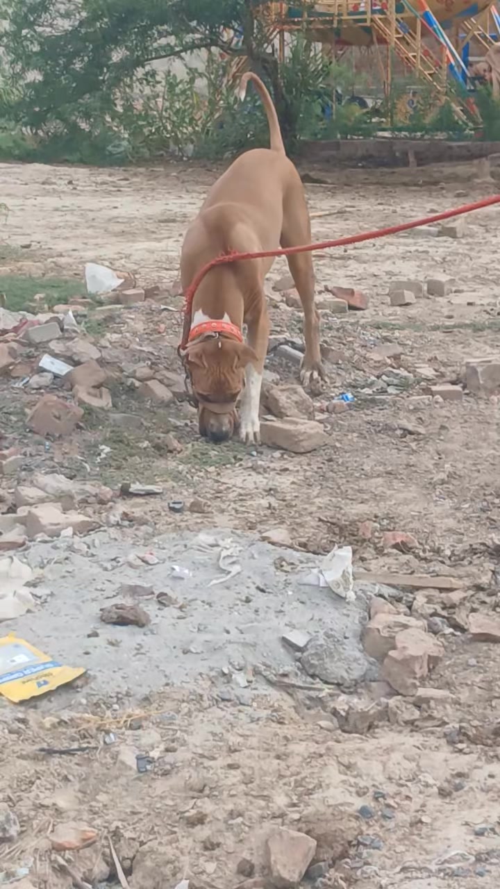 @Rana Numan Naru (Baba G)