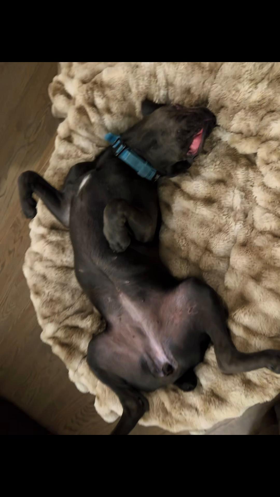 @Son of Atkin&rsquo;s Cane Corso