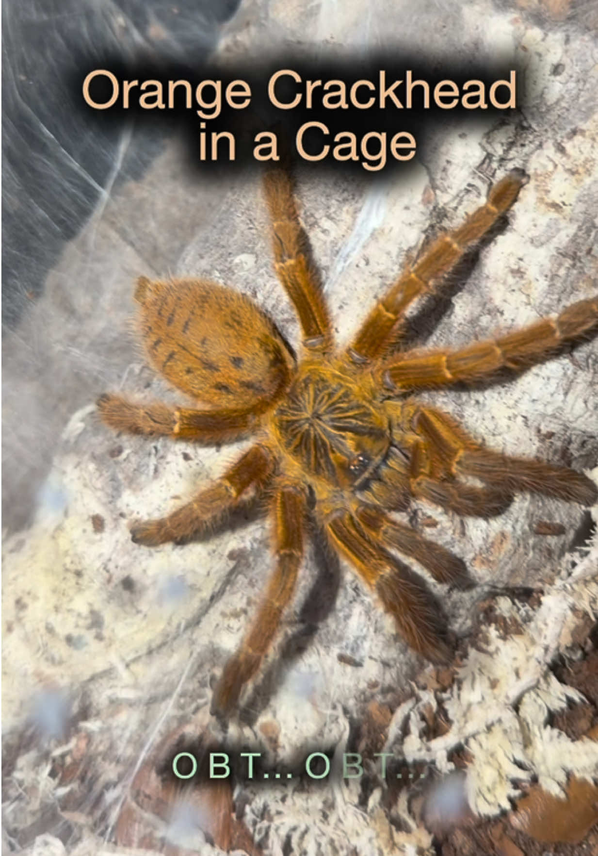 @Spider Conservatory