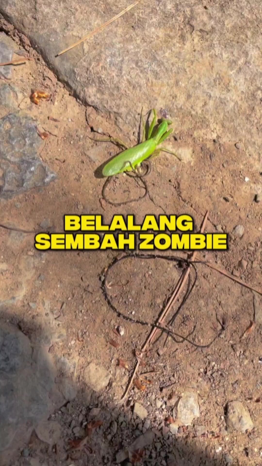 @Ardian Galih 🐜