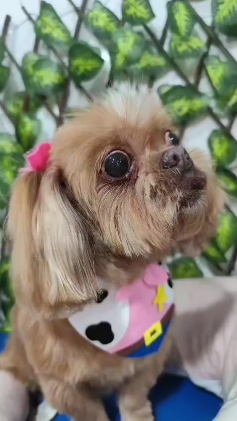 @Dog Ville Petcare