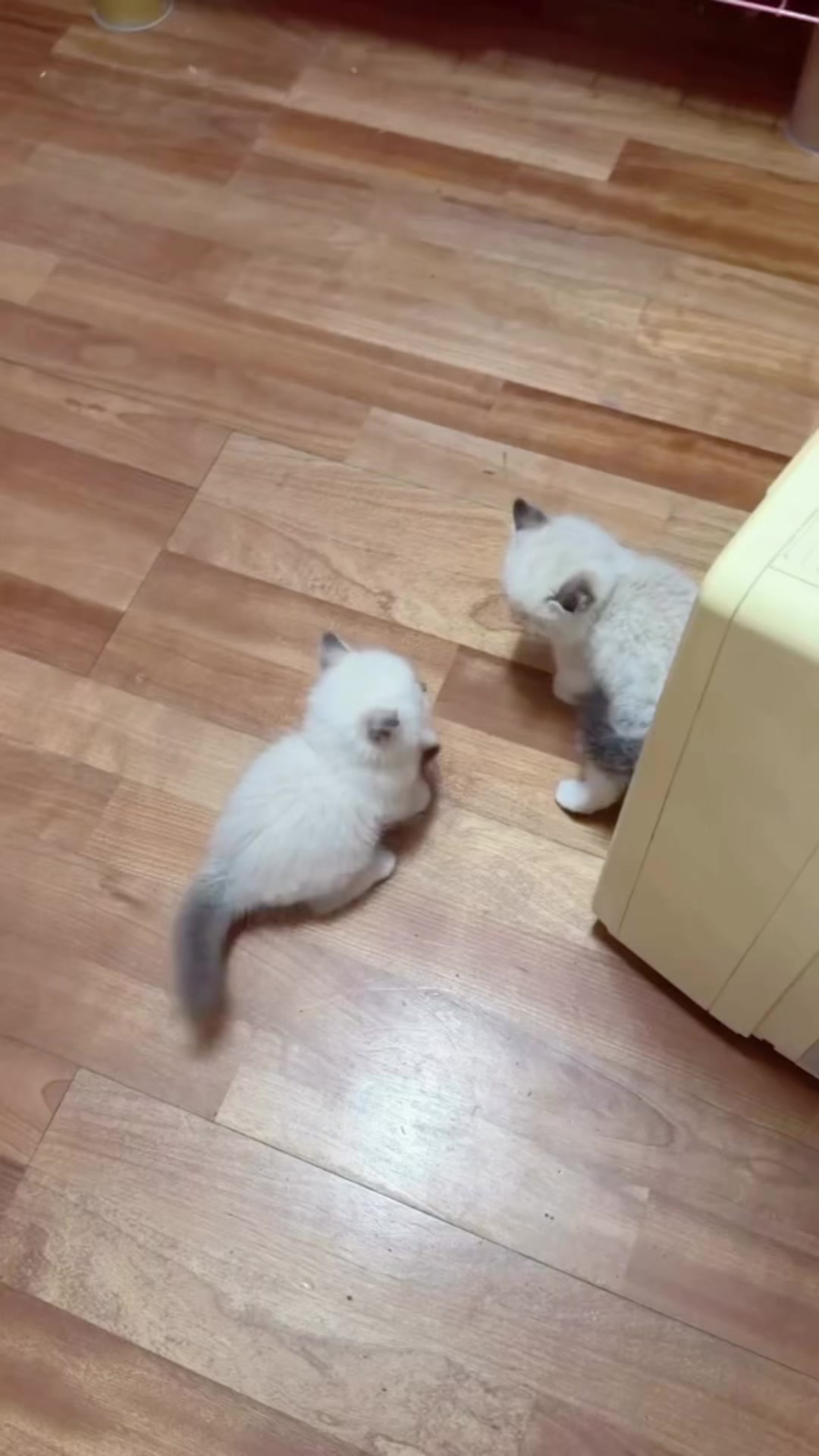 @MEOW with MARK