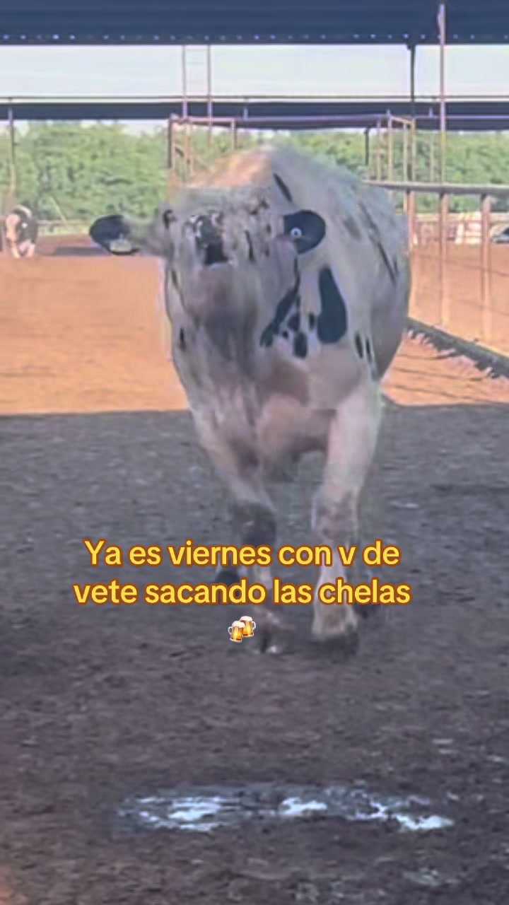 @El chespi🐄