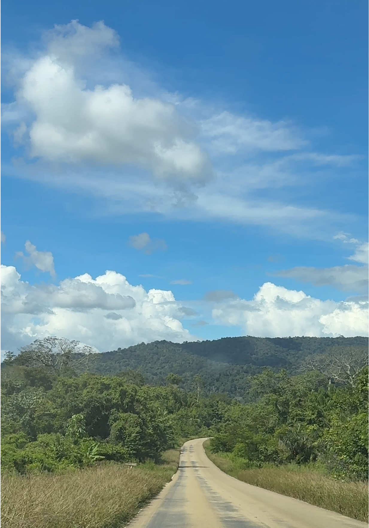 @Mercedes In The Jungle