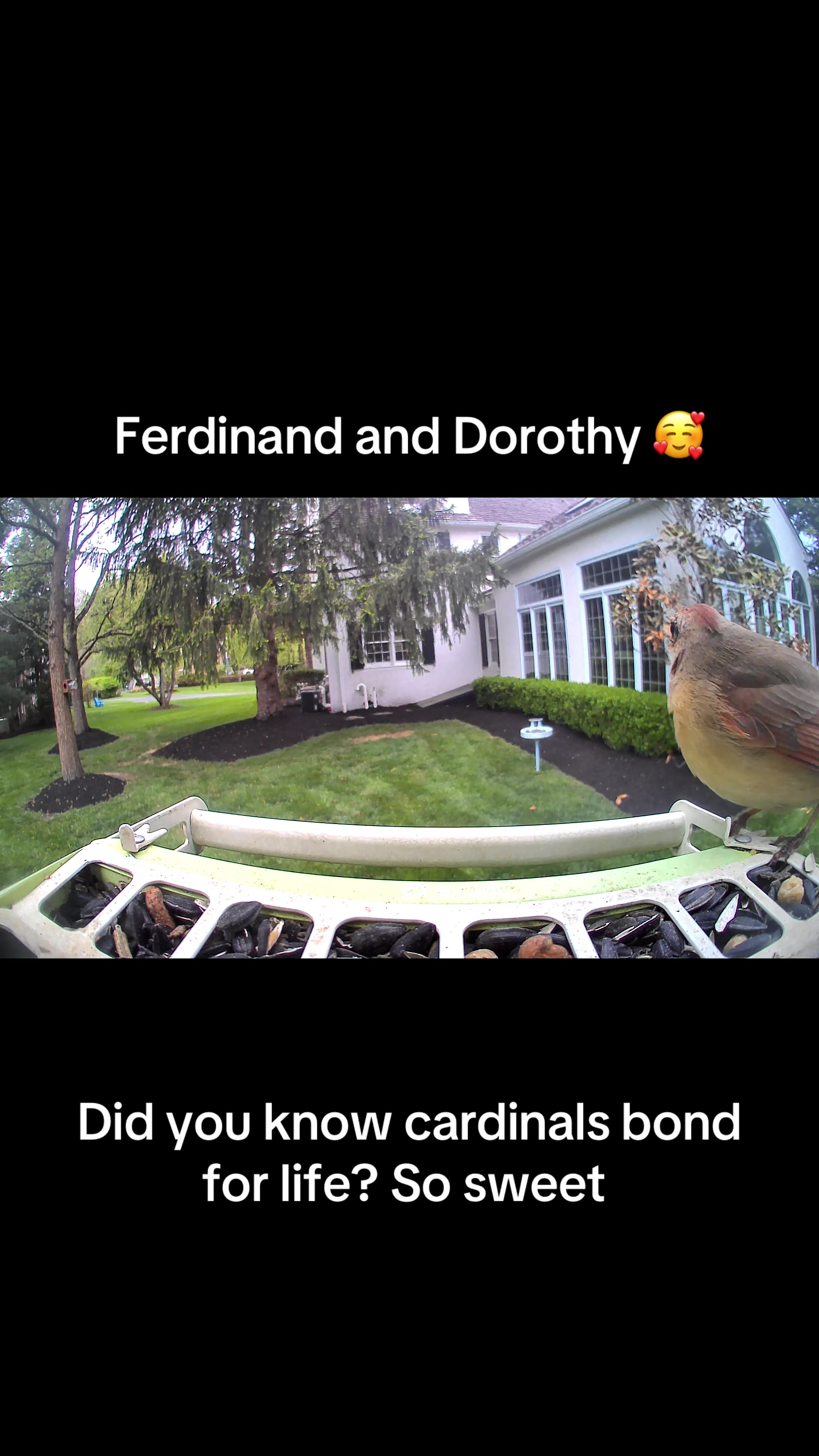 @geniebear&rsquo;s backyard birds