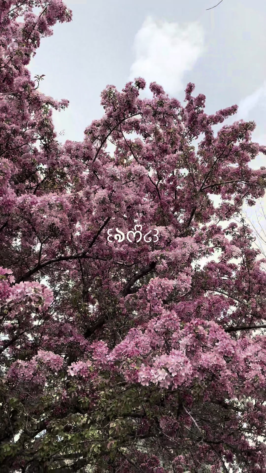 @⋆౨ৎ˚⟡˖ ࣪r i r i ೀ⋆｡˚
