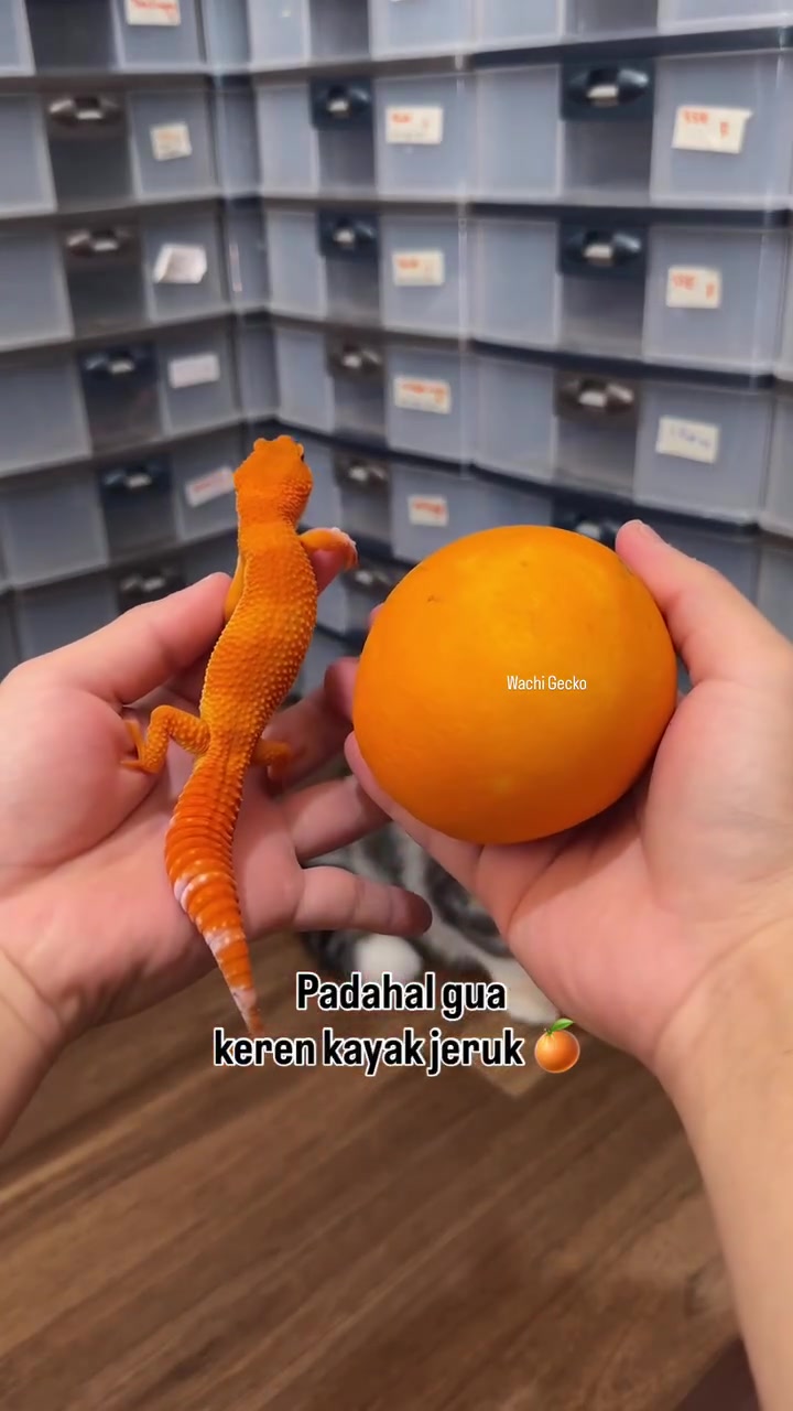 @wachigecko