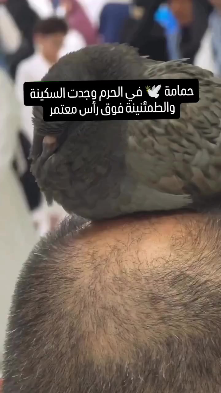 @سجاد2