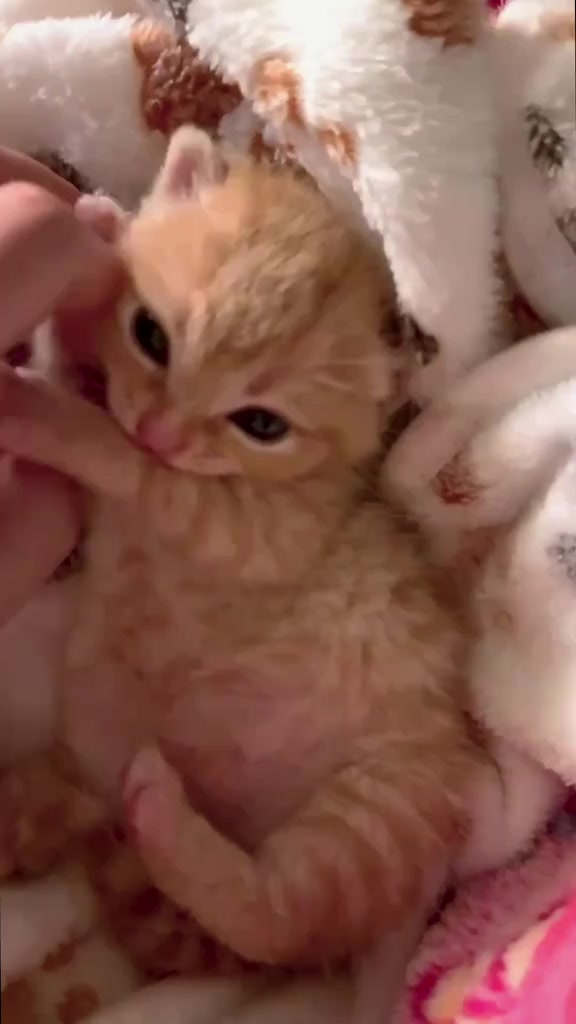 @catbosssss