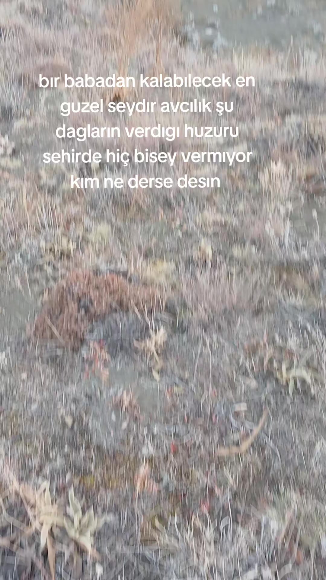 @avci
