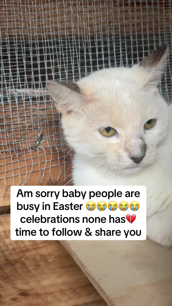 @tailspinrescue