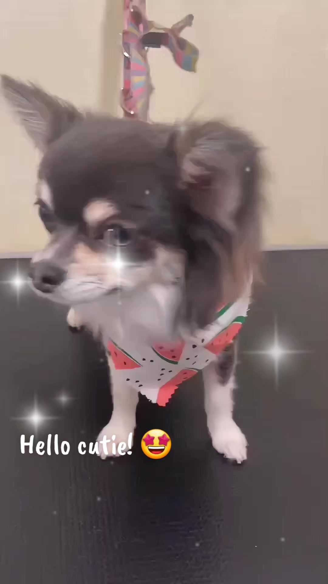 @Maru Maru Pet Services