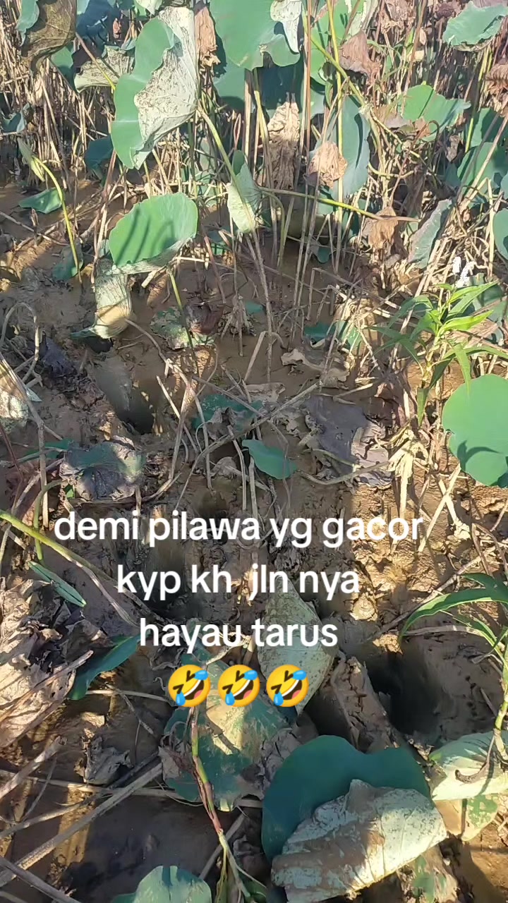 @Syahid