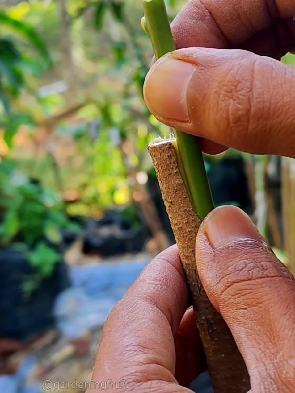 @GardeningFruits