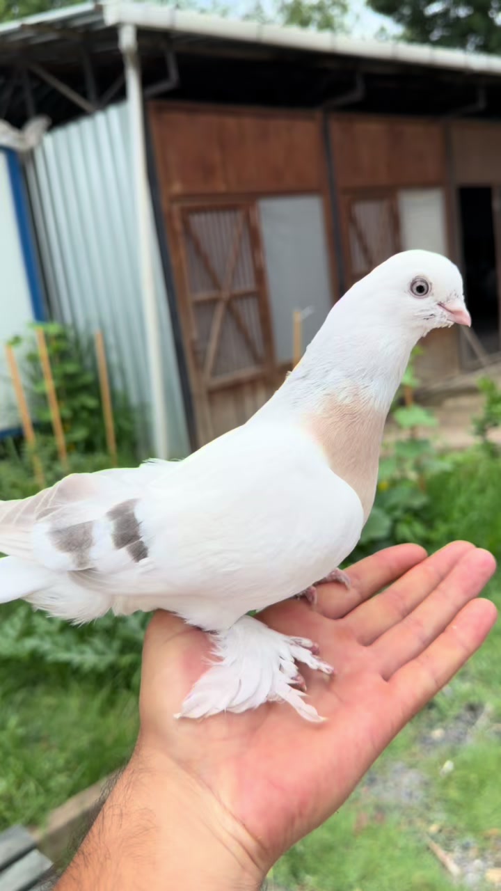 @Aydın Uyumaz