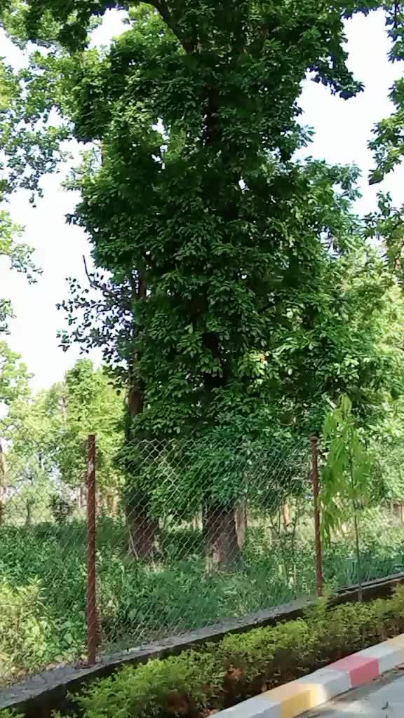 @Anjali Tharu