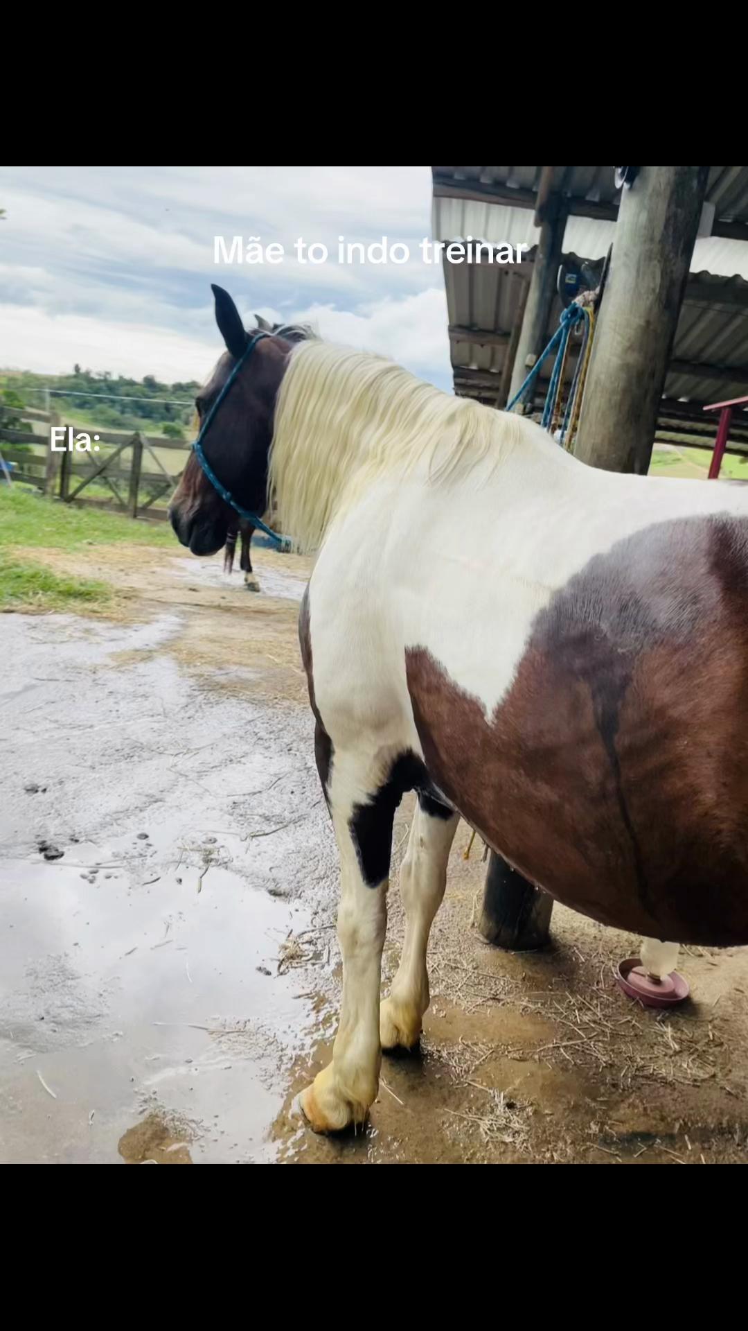 @Thor & cookie🐴🐰
