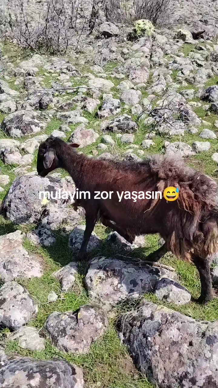 @𝑀𝑒𝓂𝑜_𝒢_𝑅_𝐵_𝒵_