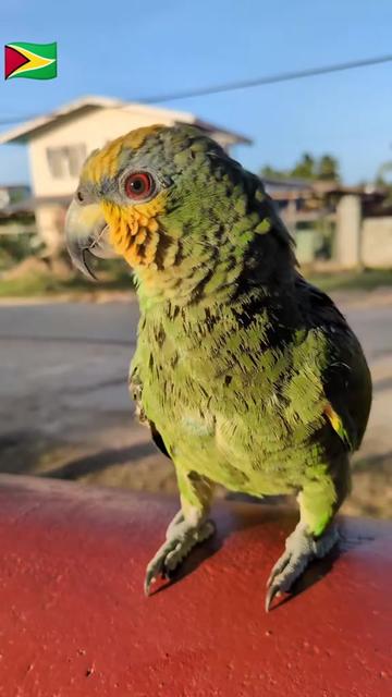 @𝓜𝓲𝔁𝓮𝓭 𝓲𝓷𝓭𝓲𝓪𝓷 🇬🇾