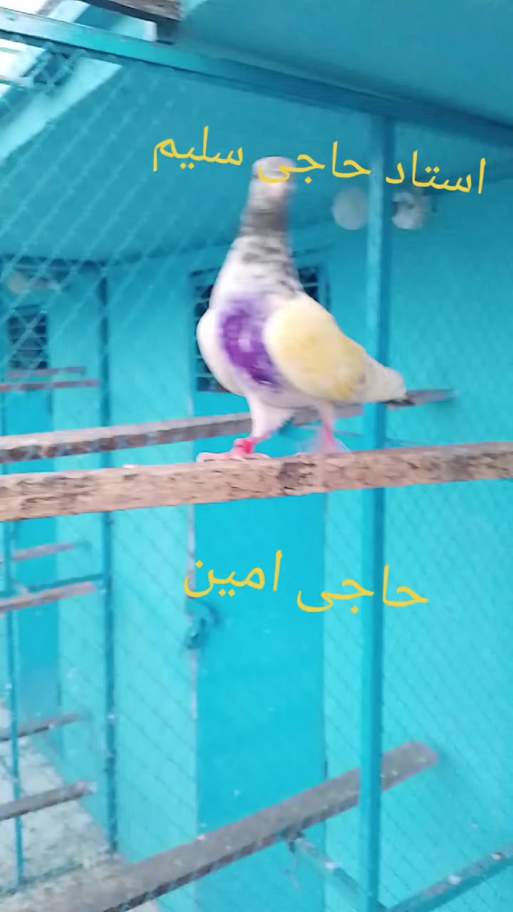 @waqarsulehri555
