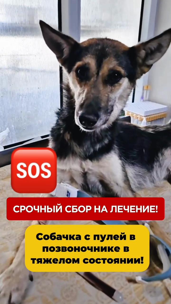 @Приют Ковчег Кыргызстан