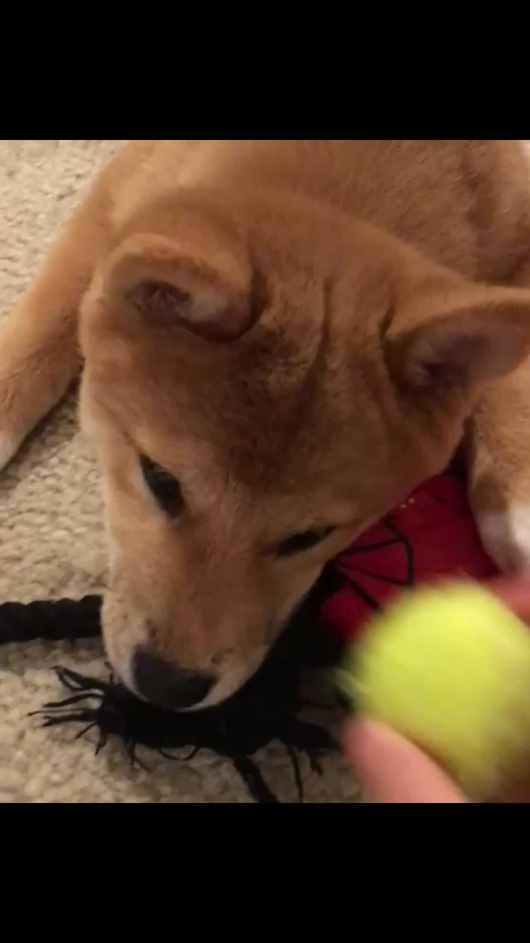 @cute dogs channel