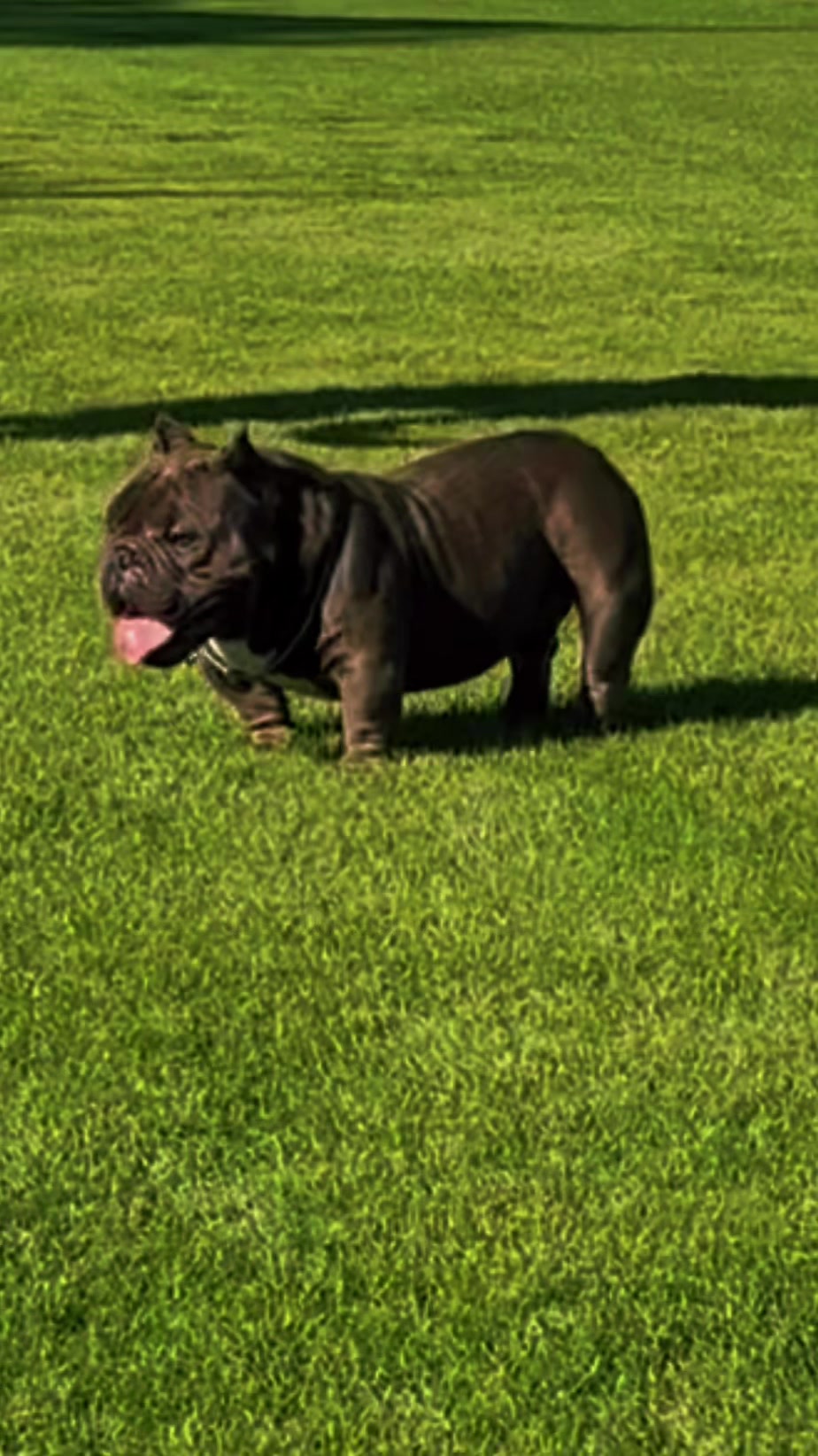 @Boxcitybullys