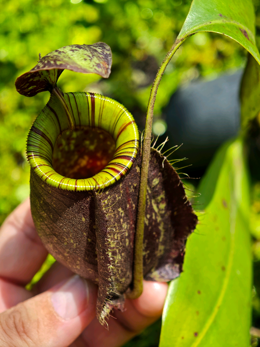 @GSp.Rayong Nepenthes