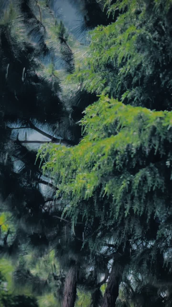 @بادشاہ🥹Z⚜️
