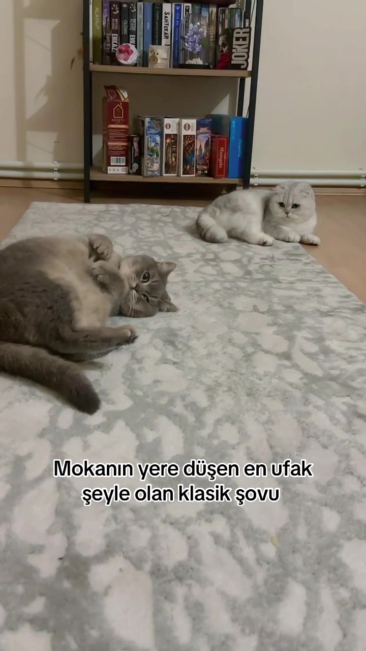 @MokaMia