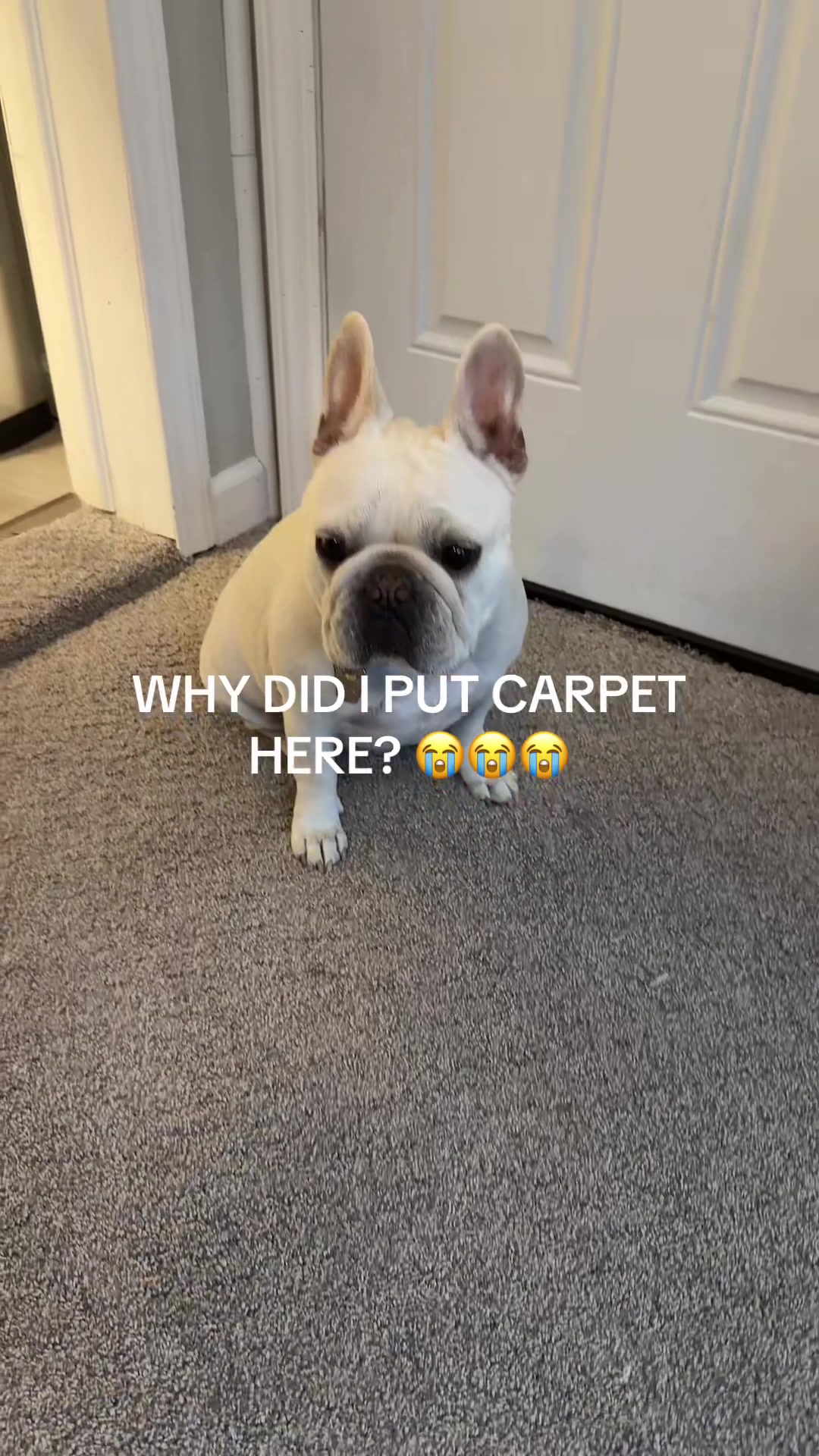 @Bagel the OG Frenchie