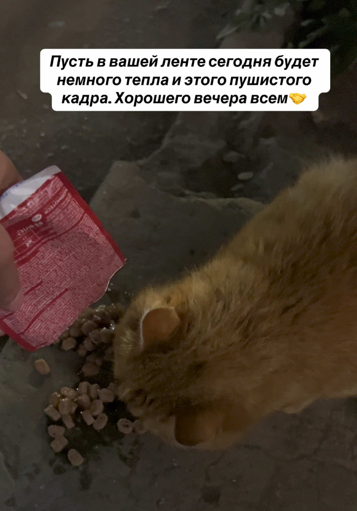 @odessa_fur_style