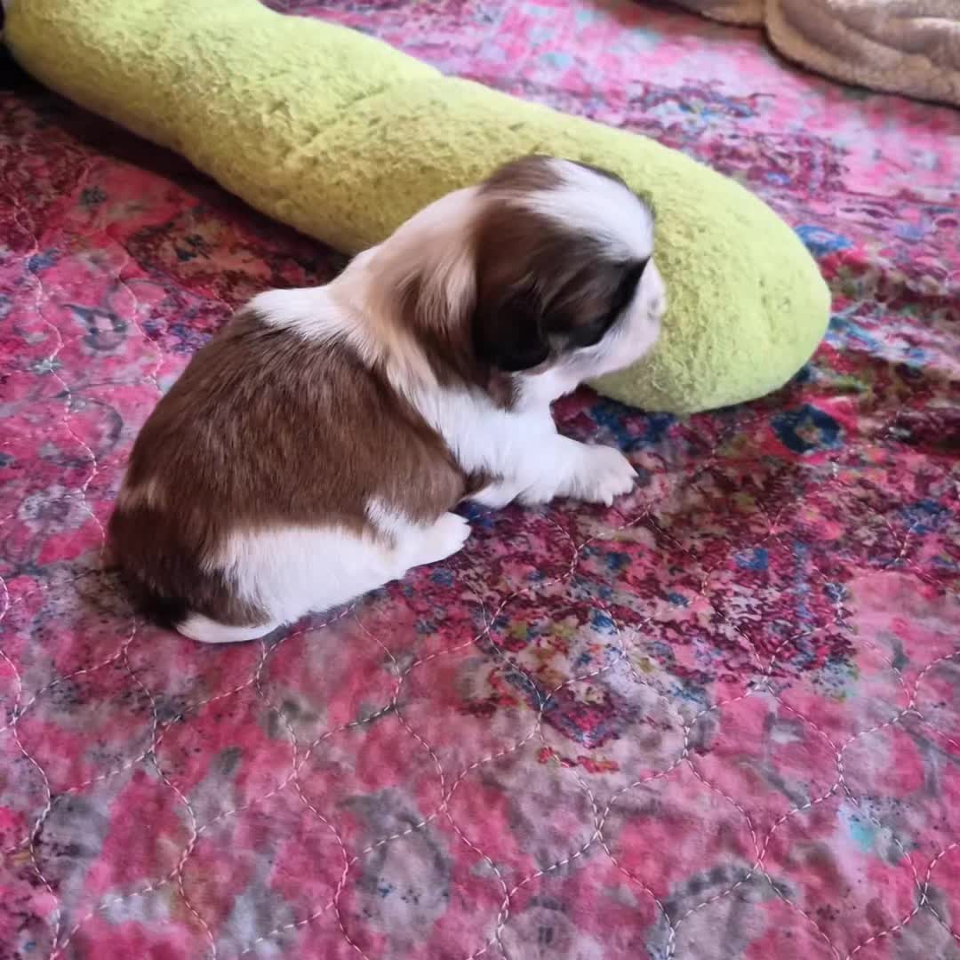 @Barb's Precious Pups