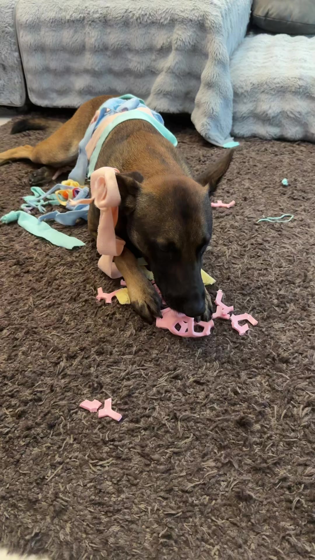 @doglifethailand