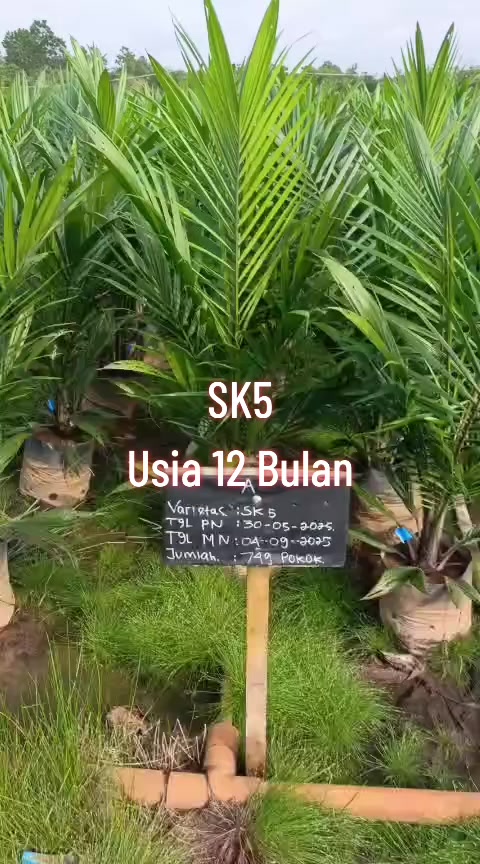 @BOS SAWIT