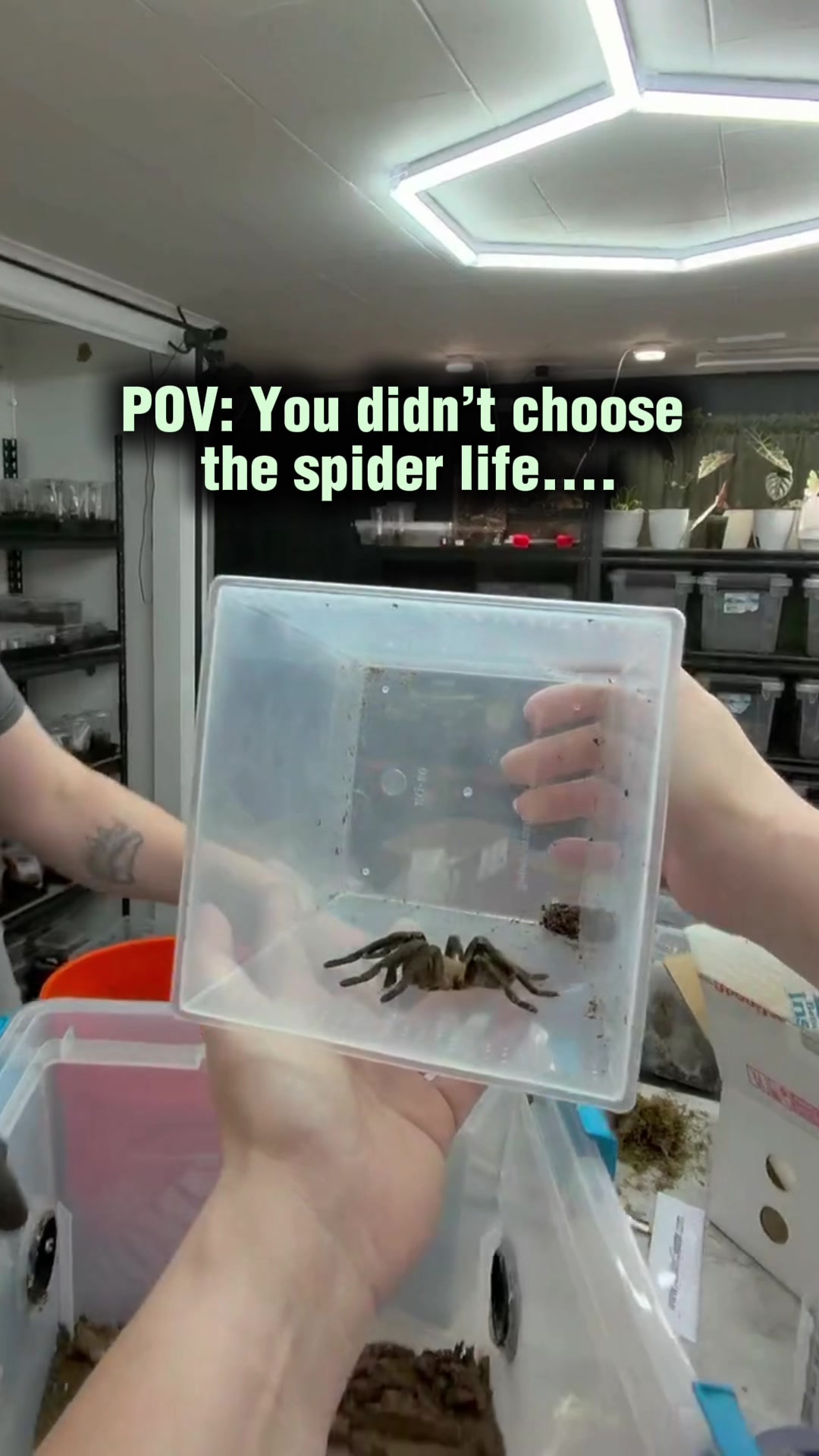 @Spider Conservatory