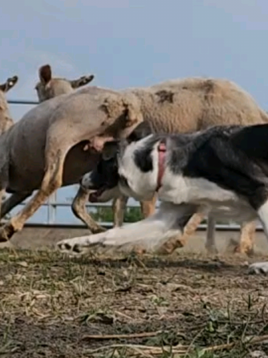 @Thunder Ridge Border Collies