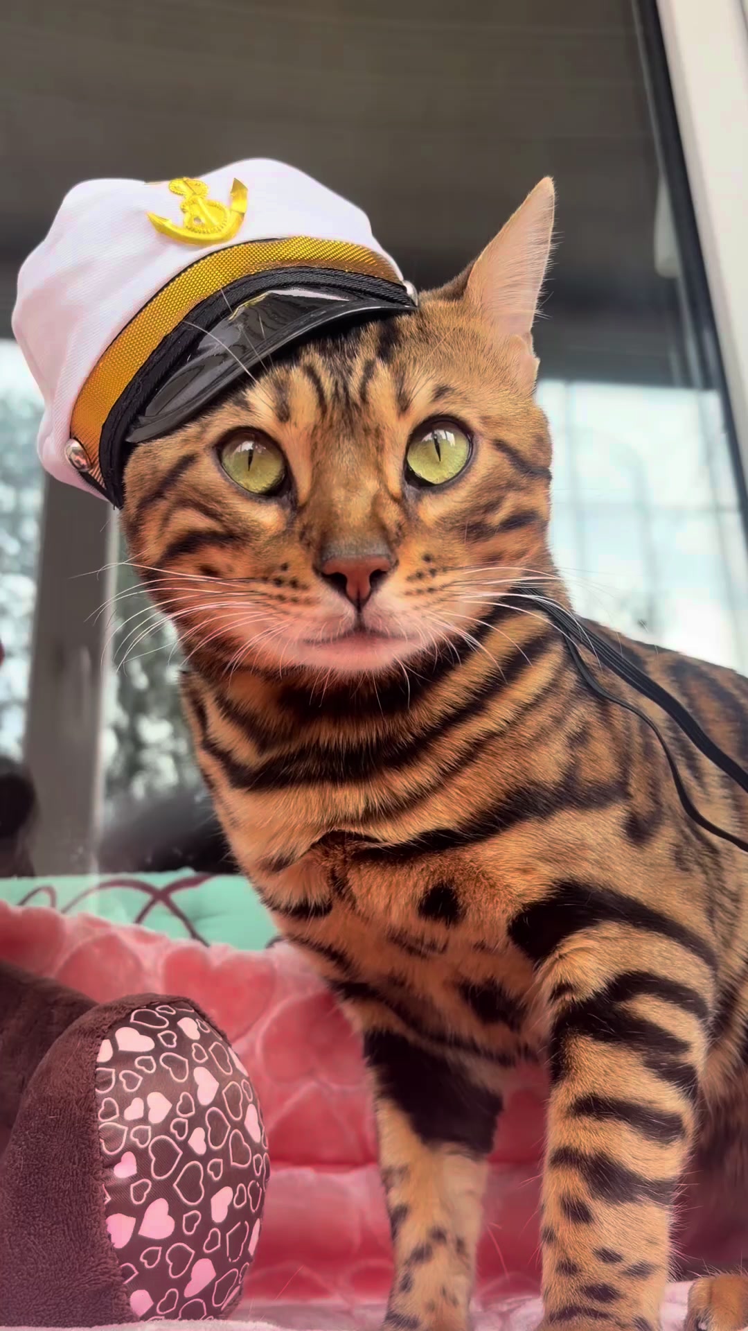 @Cattery bengal cats