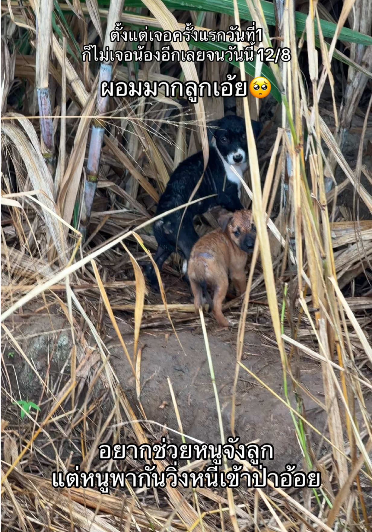 @เอ๋เอ๋รักหมาแมวจร