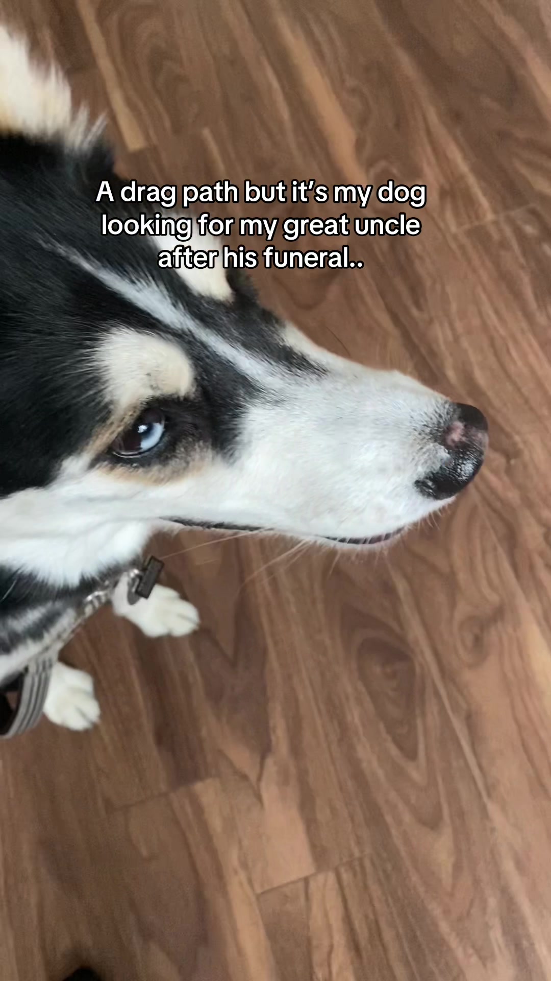 @Maya Husky 🐺