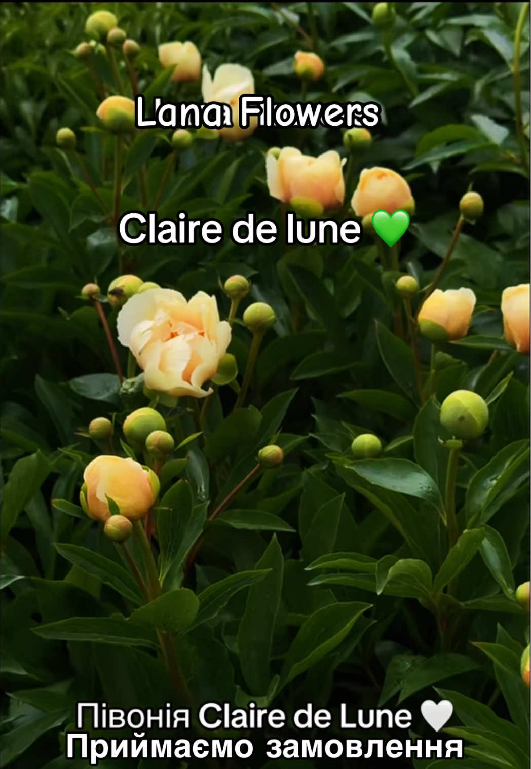@Lana_Flowers
