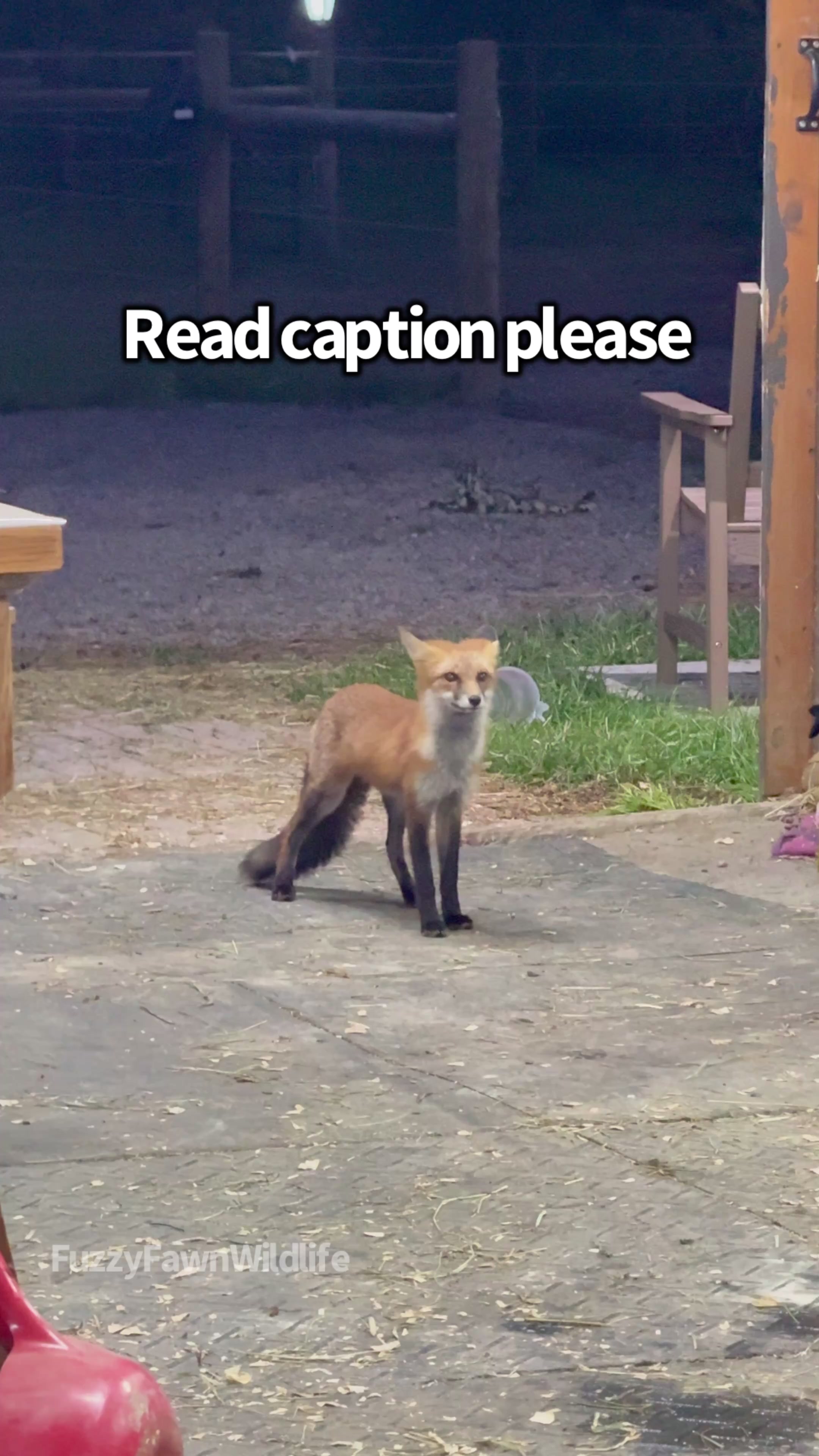 @Fuzzy Fawn Wildlife
