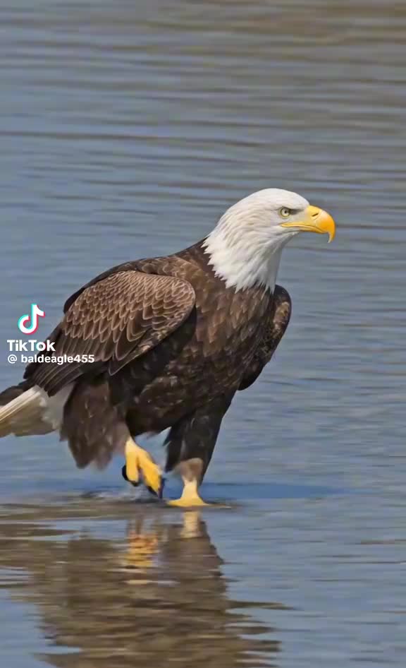 @blancapavon575