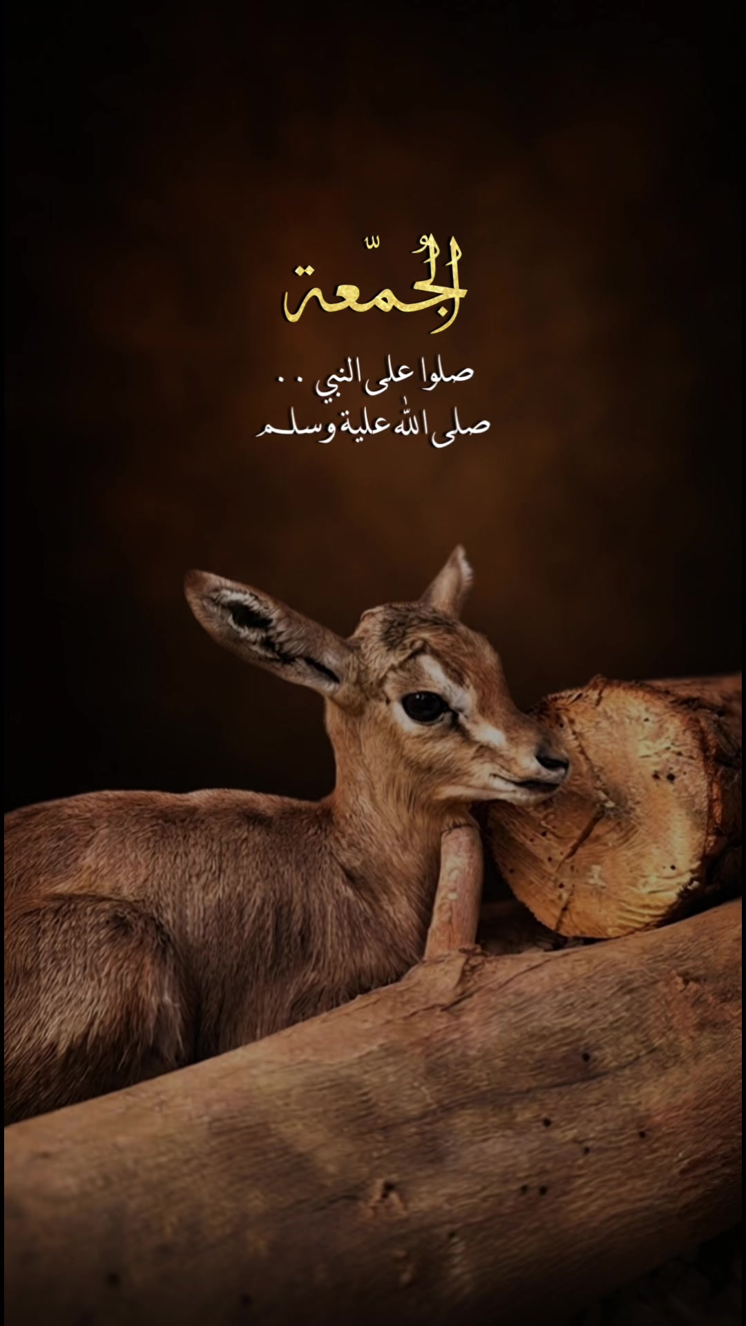 @﮼غزال🦌