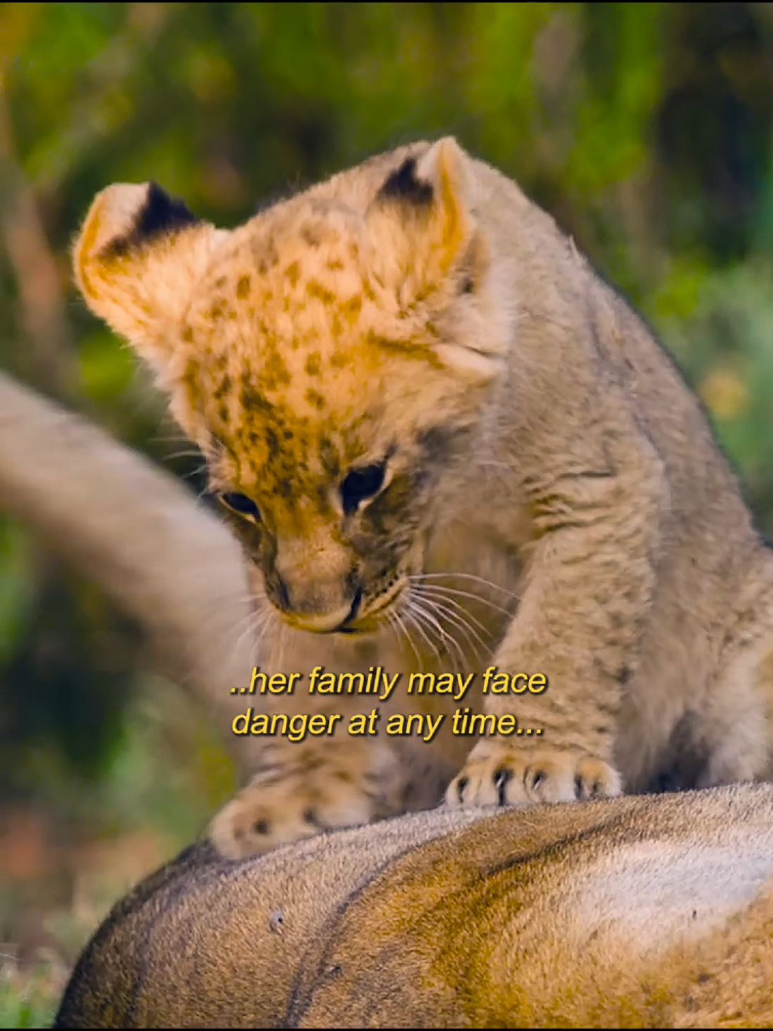 @Animallovers