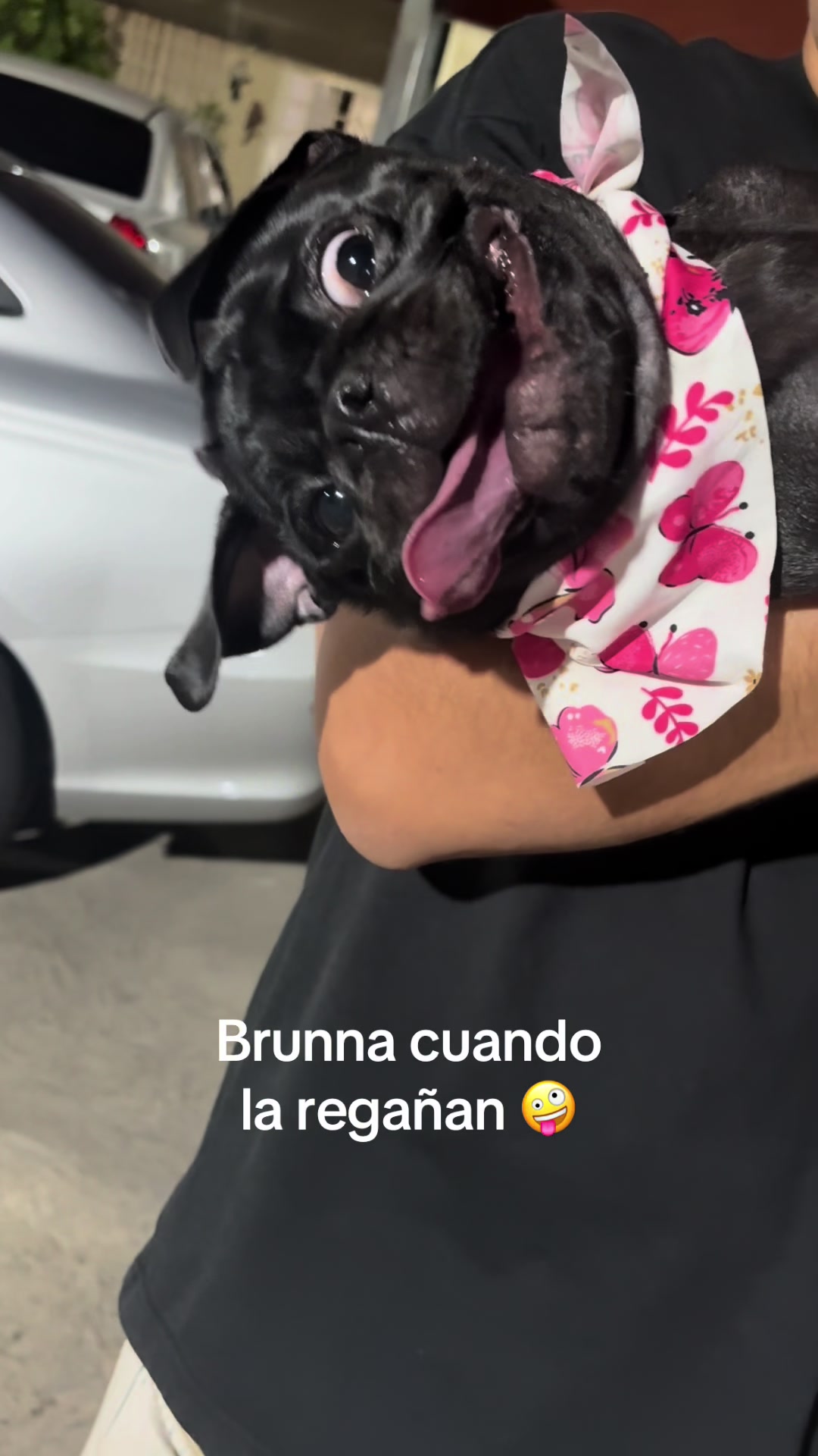 @BRUNNA PUG | PET LIFESTYLE 🐾