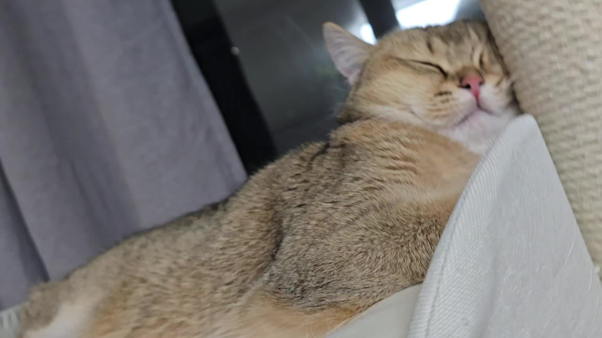 @고양이 형아