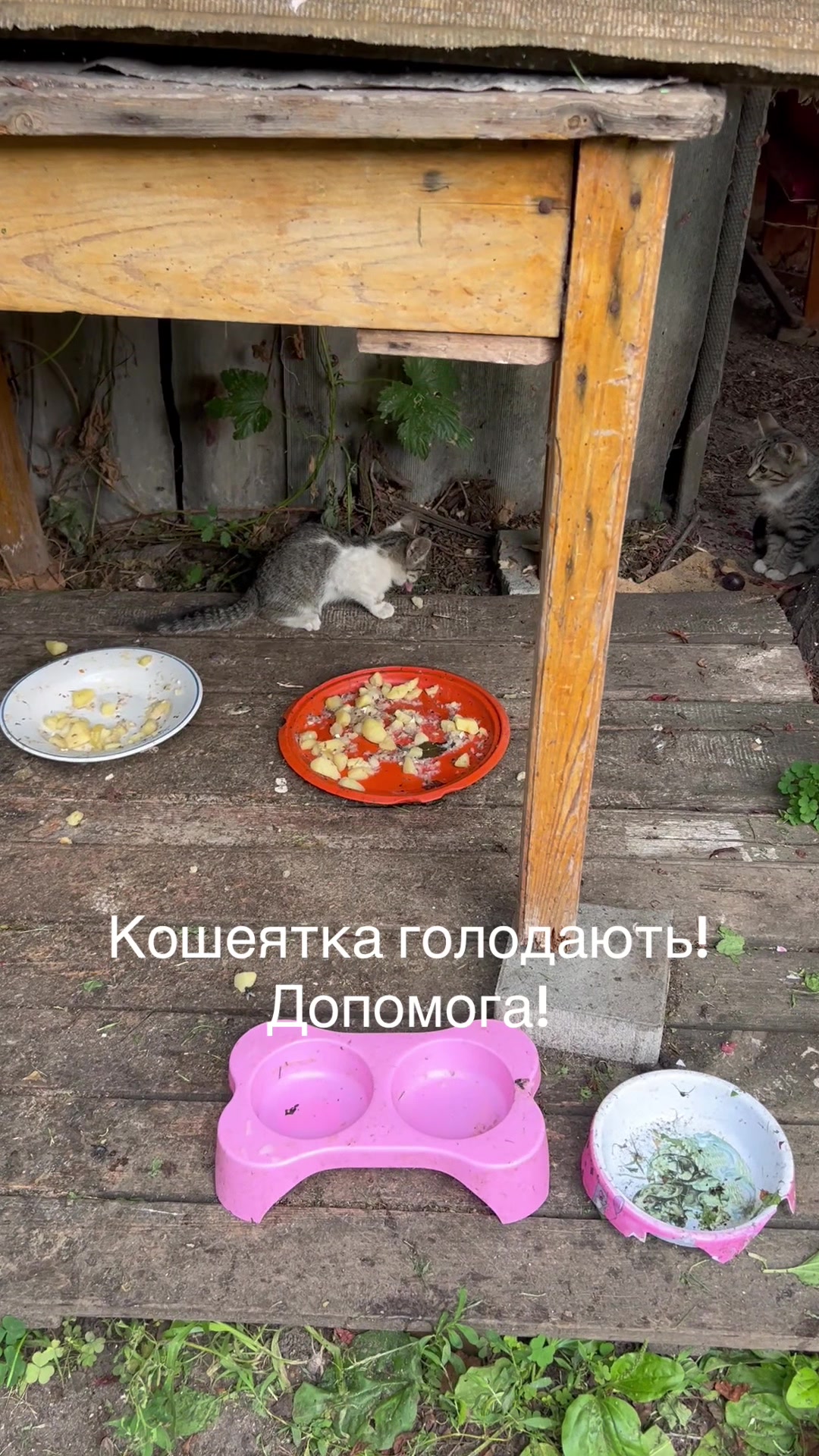 @Алиса