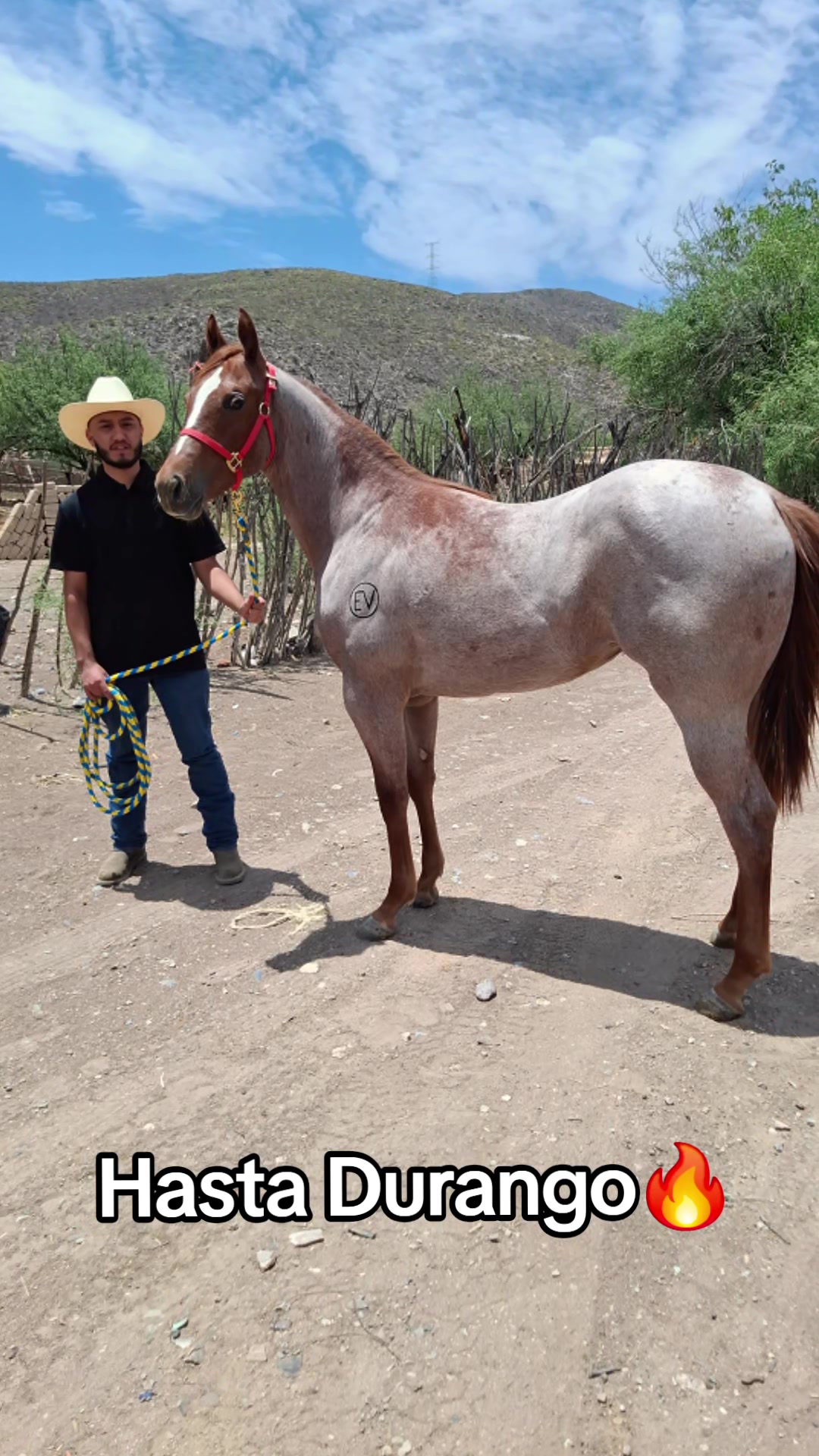 @EvHorses Zacatecas