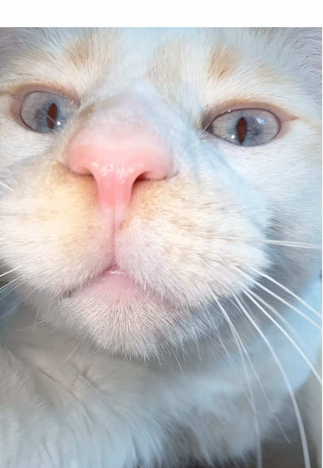 @Gizmo & Falkor🇨🇦🐾